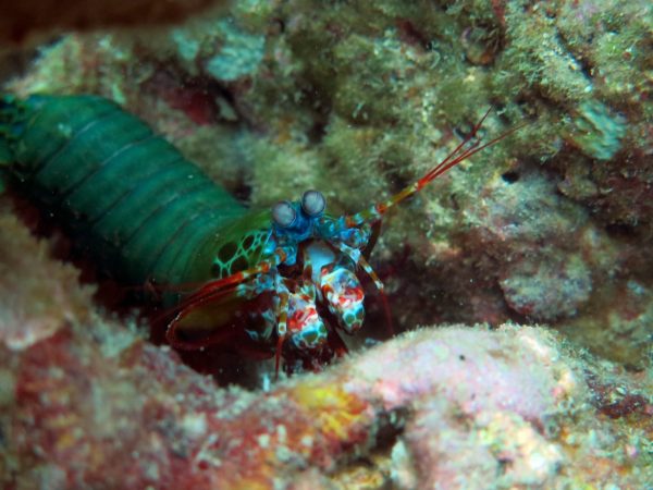 tribloo providers 209 cham island diving dive center vietnam scuba biosphere reserve unesco mantis shrimp stomatopoda tribloo 821b2df7fa5a9b00a47f50db0e1