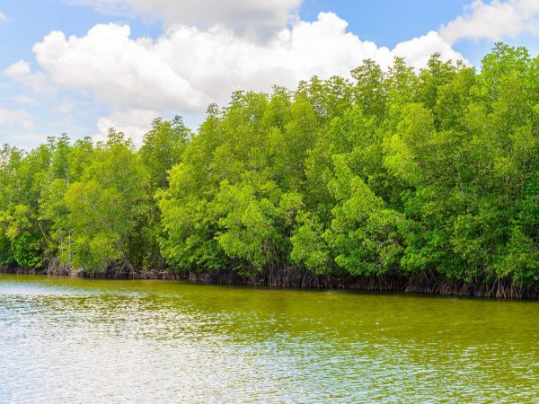 beautiful mangrove forest landscape in thailand free photo