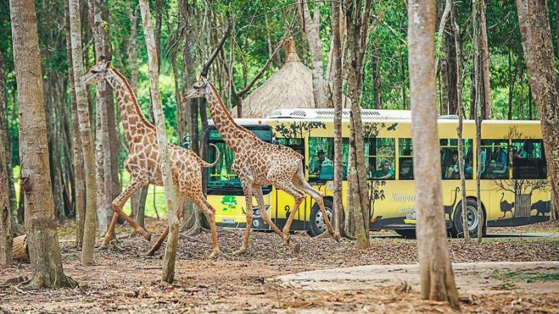 Wildlife moments at Vinpearl Safari Phu Quoc—perfect for nature lovers in July