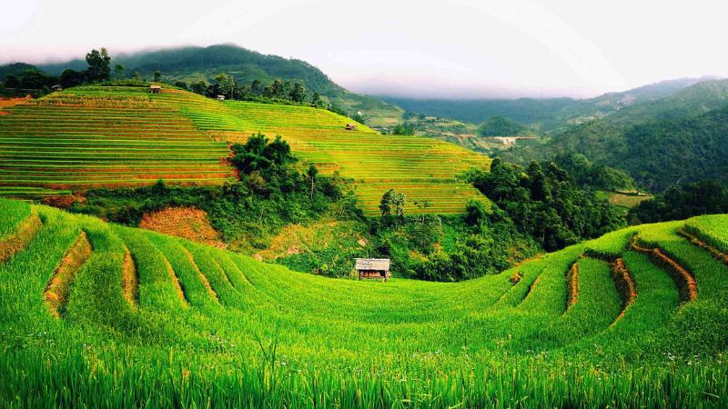 Top 10 Most Outstanding Vietnam Northern Travel Destinations You Cannot Miss! 6 Vietnam Northern Travel: Moc Chau’s tea hills and spring blossoms create a dreamy escape