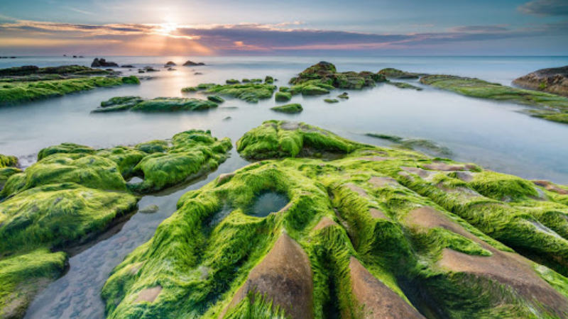 Da Nang Sightseeing: An In-Depth Guide with AFS Travel 6 Nam O Reef – hidden beauty in Da Nang Sightseeing