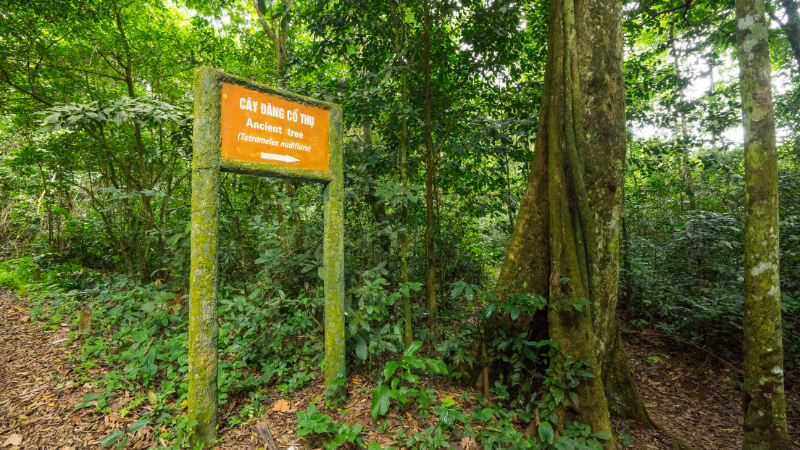 Ninh Binh Day Tour from Hanoi: A Journey into Vietnam’s Timeless Beauty 4 Exploring wildlife trails in Cuc Phuong National Park on a Ninh Binh day tour from Hanoi